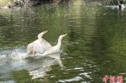 梦见死去吉林：罕见白鸬鹚连续两年“故地重游”