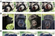 梦见死去国际最新研究：机器人“打哈欠” 黑猩猩被传染